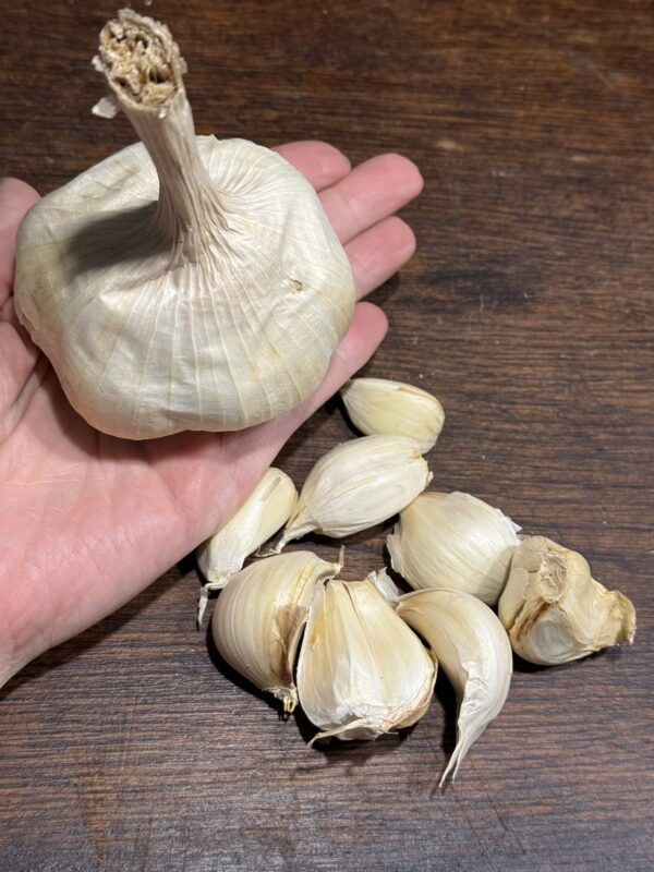 Knoblauch Garcua