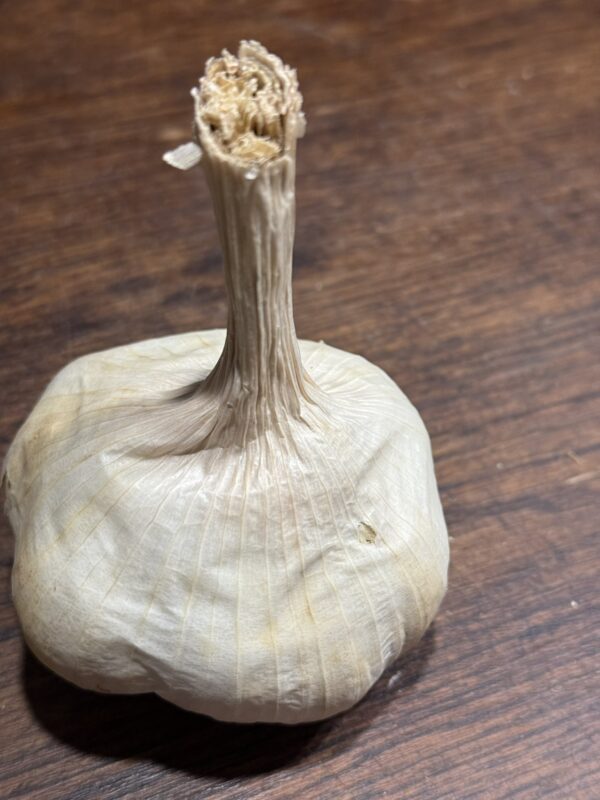 Garcua Knoblauch