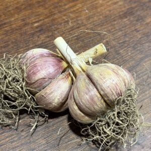 Knoblauch Rose de Tarn