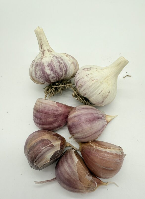 Knoblauch Arkus