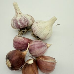 Knoblauch Arkus