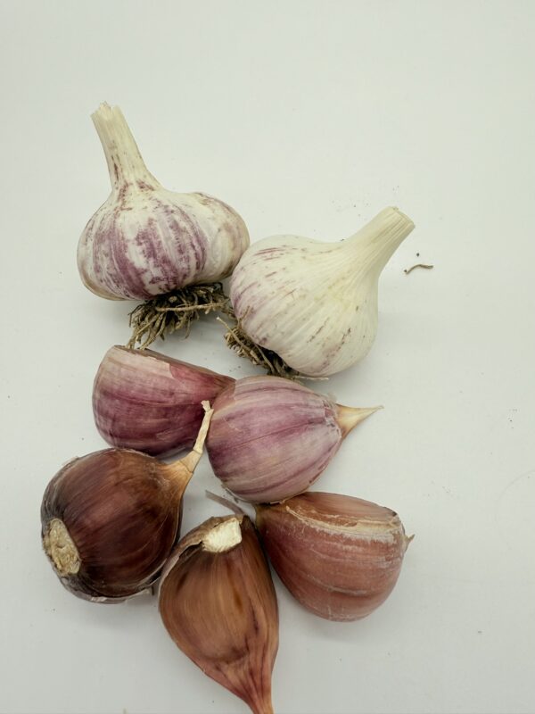 Knoblauch Arkus