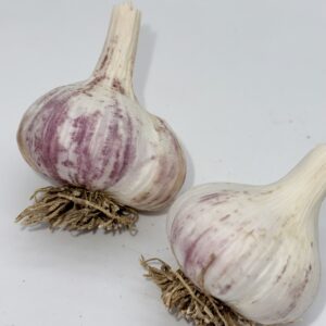 Knoblauch Arkus