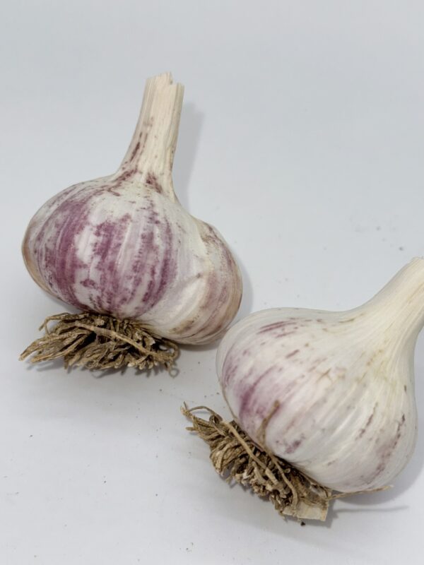Knoblauch Arkus