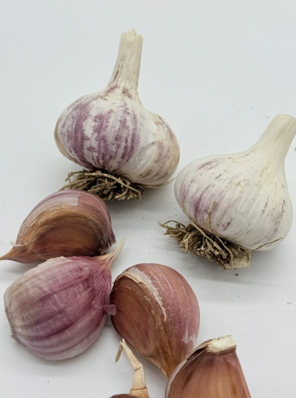 Knoblauch Arkus
