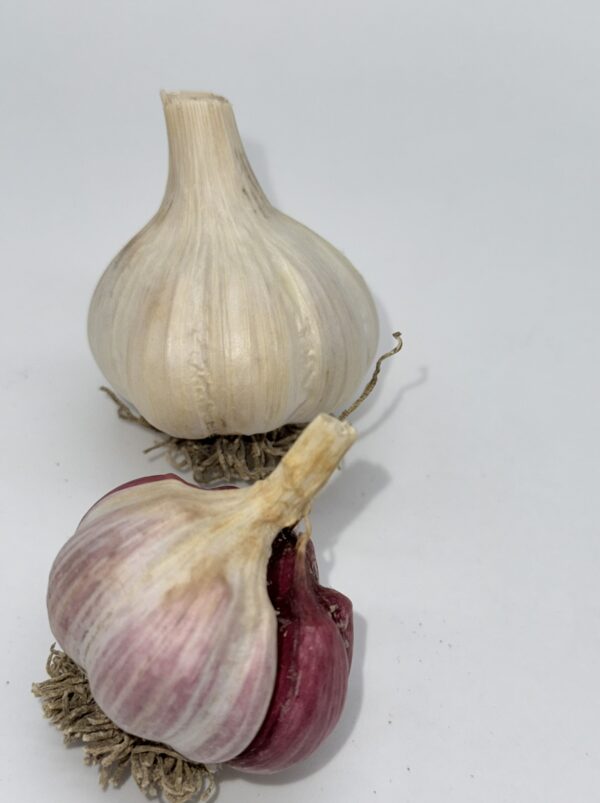Bella Italia Knoblauch
