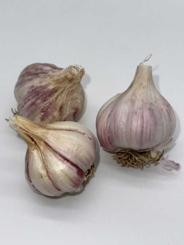 Chesnok White Knoblauch