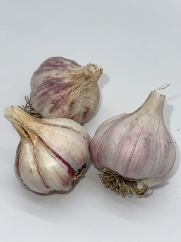 Chesnok White – Bild 3