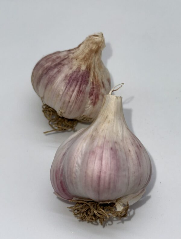 Chesnok White – Bild 2