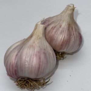 Chesnok White Knoblauch