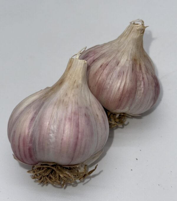 Chesnok White Knoblauch