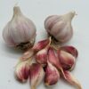Chesnok White Knoblauch