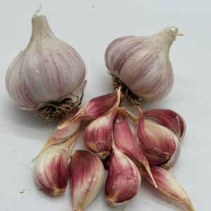 Chesnok White Knoblauch