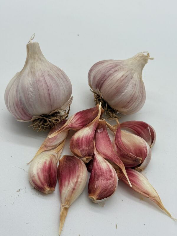 Chesnok White Knoblauch