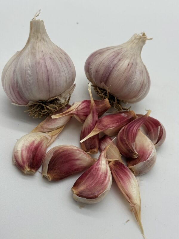 Chesnok White – Bild 4