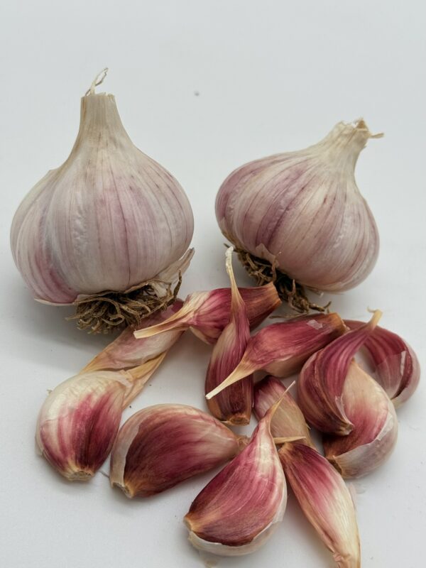 Chesnok White Knoblauch