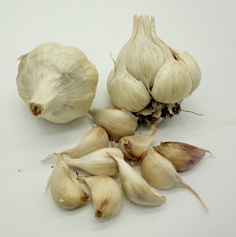 Early Purple White Knoblauch