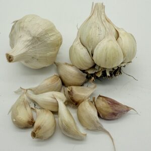 Early Purple White Knoblauch