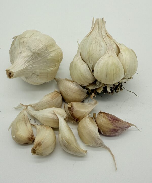 Early Purple White Knoblauch