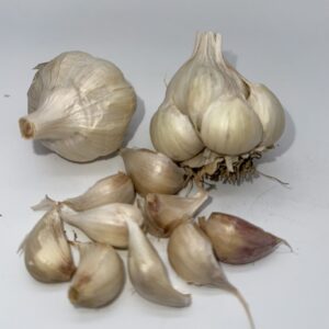 Early Purple White Knoblauch