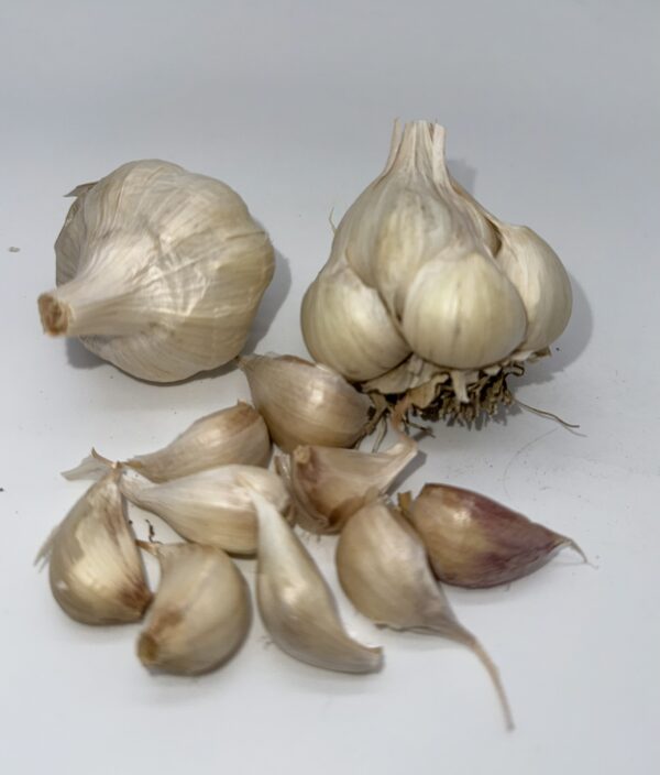 Early Purple White Knoblauch