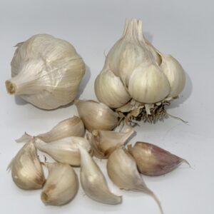 Early Purple White Knoblauch