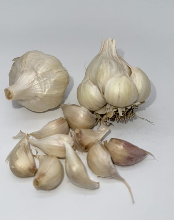 Early Purple White Knoblauch