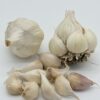 Early Purple White Knoblauch