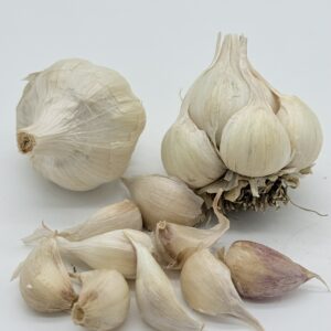 Early Purple White Knoblauch
