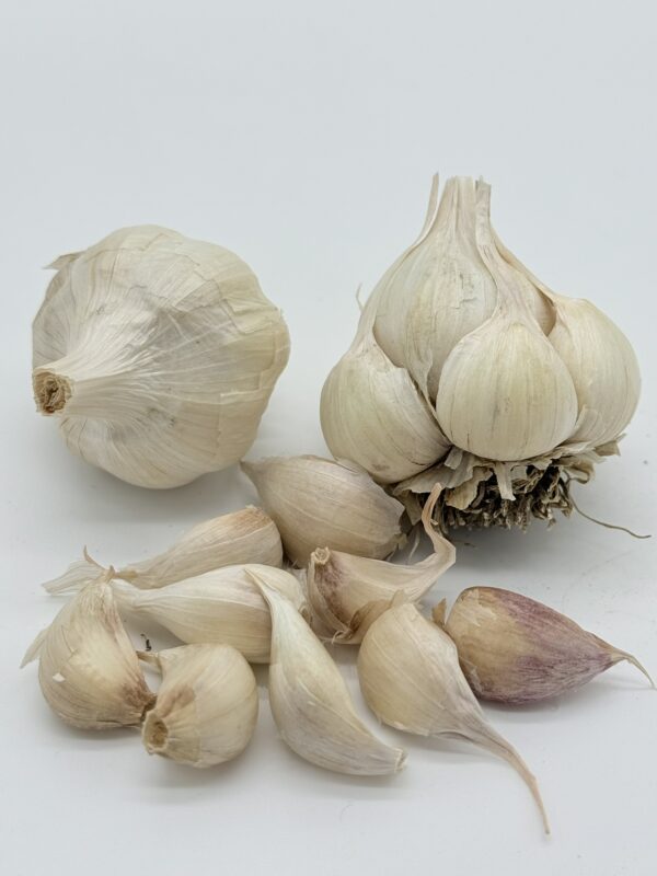 Early Purple White Knoblauch