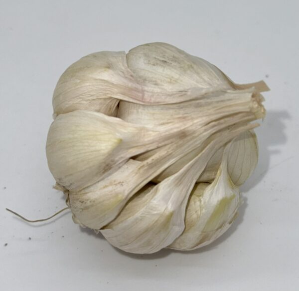Early Purple White Knoblauch