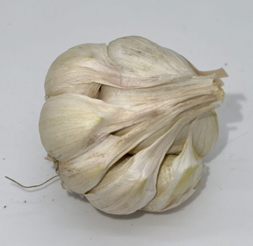 Early Purple White Knoblauch