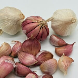 Gardos Knoblauch