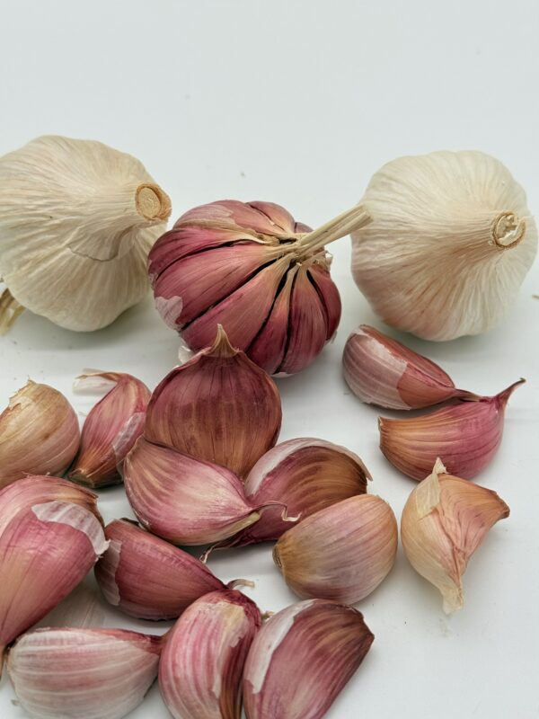 Gardos Knoblauch