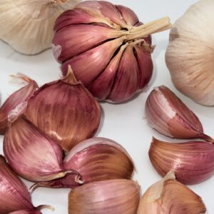 Gardos Knoblauch