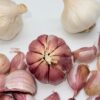 Gardos Knoblauch