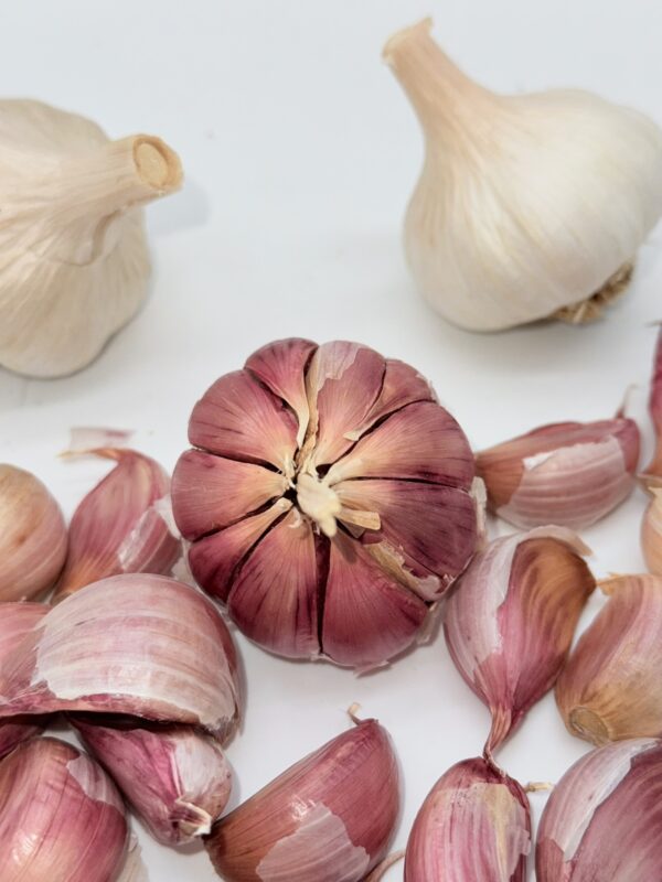 Gardos Knoblauch