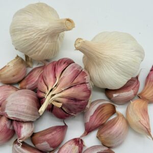 Gardos Knoblauch