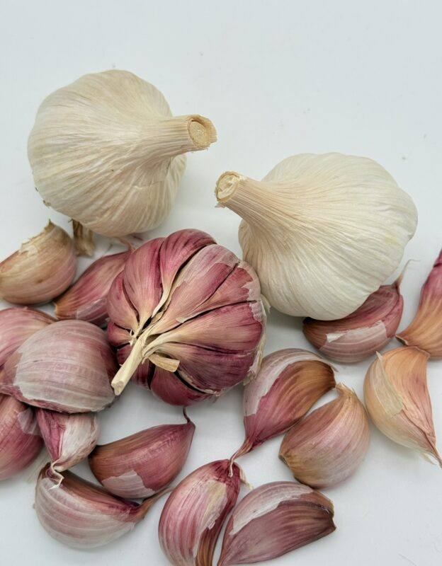 Gardos Knoblauch