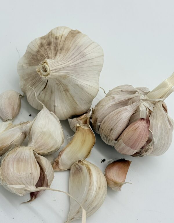 Knoblauch Garpek