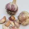 Knoblauch Germidour