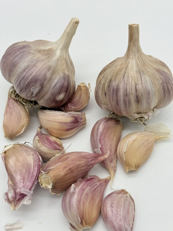 Harnas Knoblauch