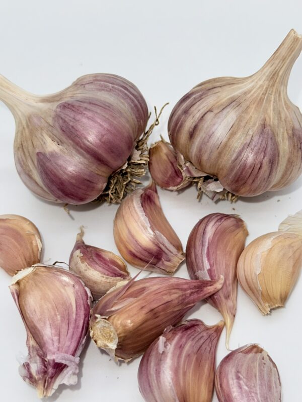 Harnas Knoblauch