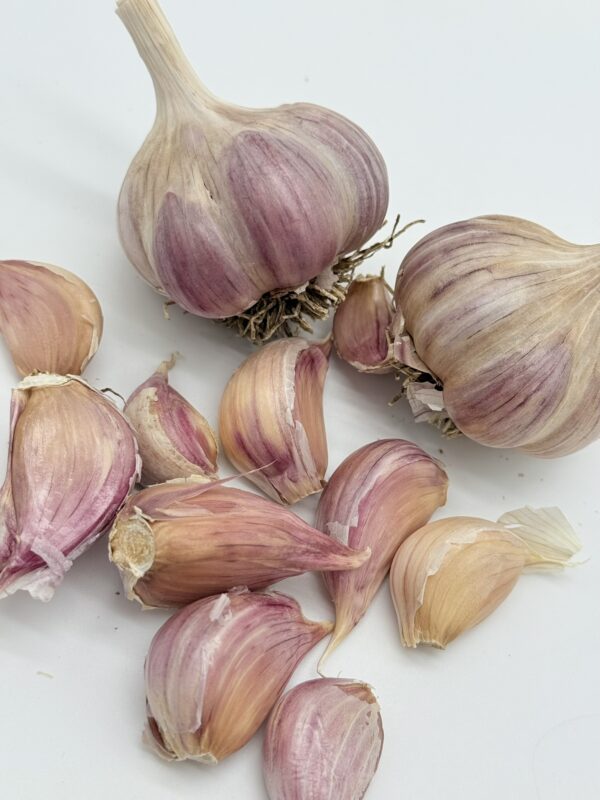 Harnas Knoblauch