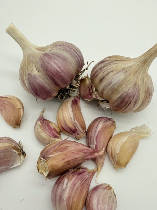 Harnas Knoblauch