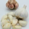 Messidor Knoblauch