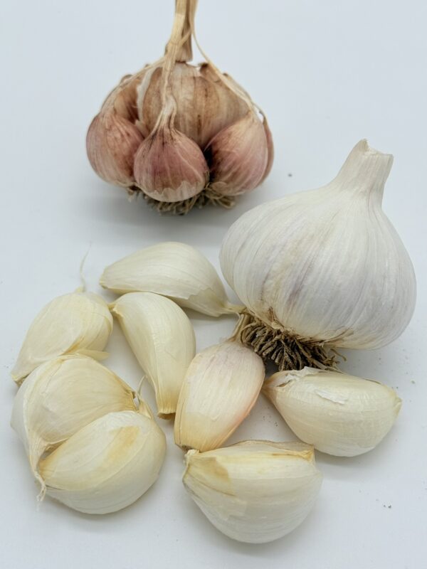 Messidor Knoblauch