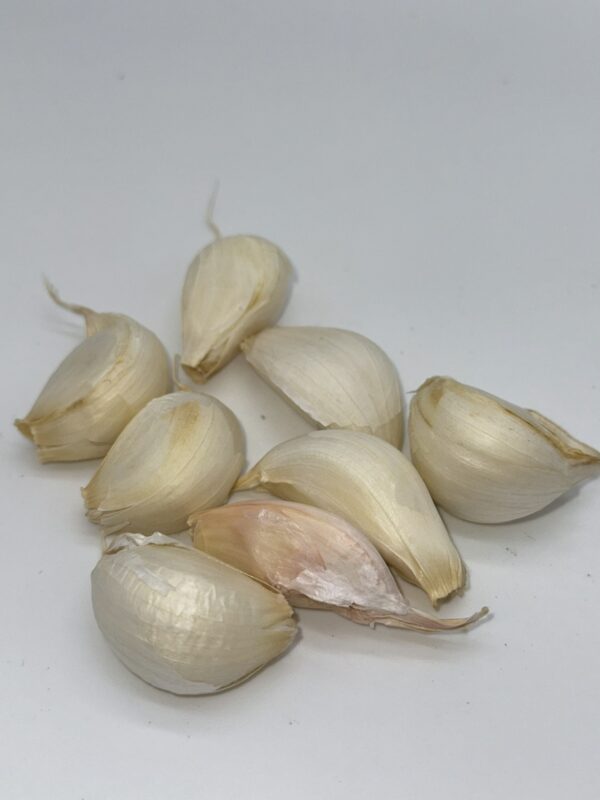 Messidor Knoblauch