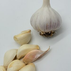 Messidor Knoblauch
