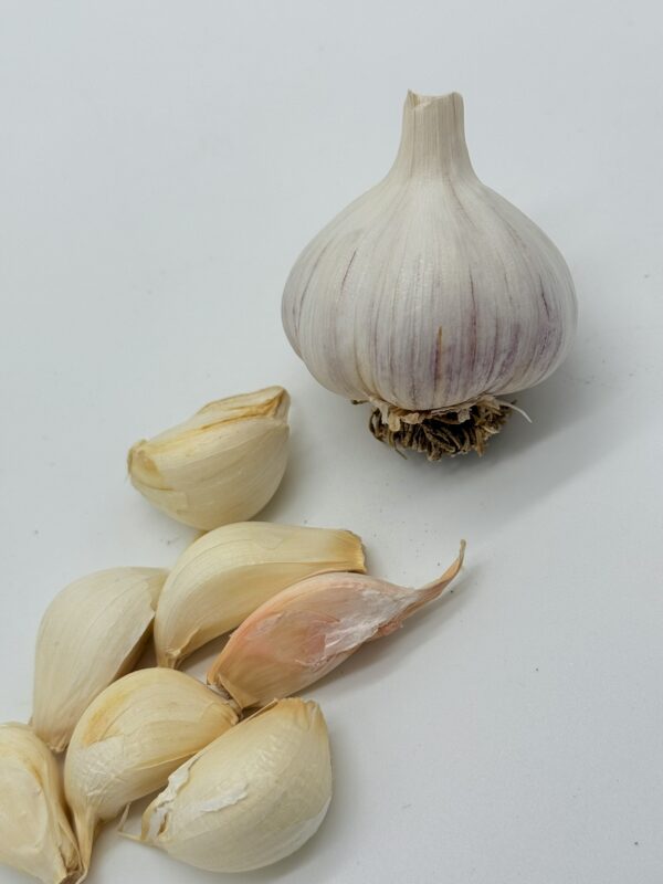 Messidor Knoblauch